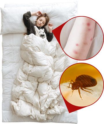 Bed Bug Control Experts